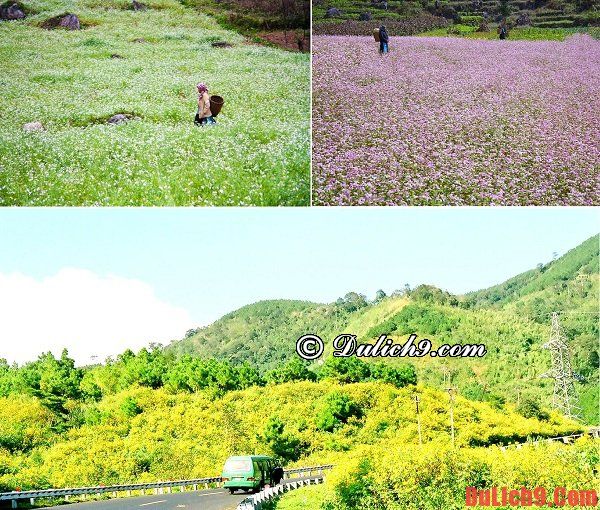 Những địa điểm du lịch ngắm hoa mùa thu - đông nên đến nhất