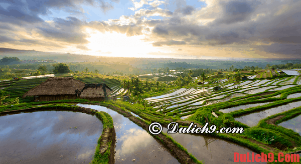 Bali - Vùng đất dành cho những tâm hồn thích du lịch một mình và tự do. Nên đi đâu chơi khi du lịch một mình?
