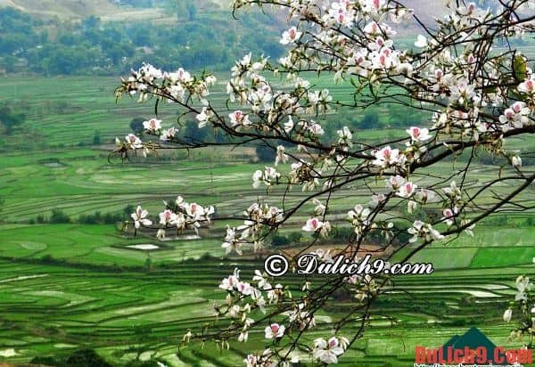 Du lịch Tây Bắc mùa hoa ban nở