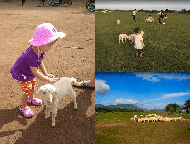 Địa điểm vui chơi Vũng Tàu cho trẻ em. Đồng Cừu Suối Nghệ