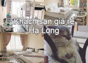 Khách ssạn giá rẻ tại Hạ Long. Du lịch Hạ Long nên ở khách sạn nào? Babay Cat Hotel Hạ Long