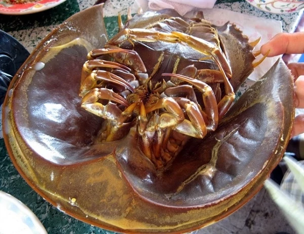 Sam biển – món ngon Quảng Yên, Hạ Long - Những món ăn ngon khi du lịch Hạ Long