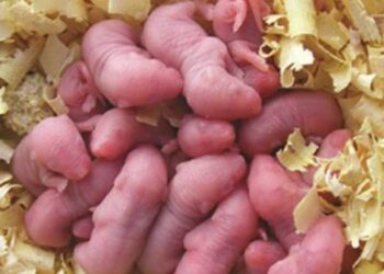 10 món ăn kinh dị nhất thế giới