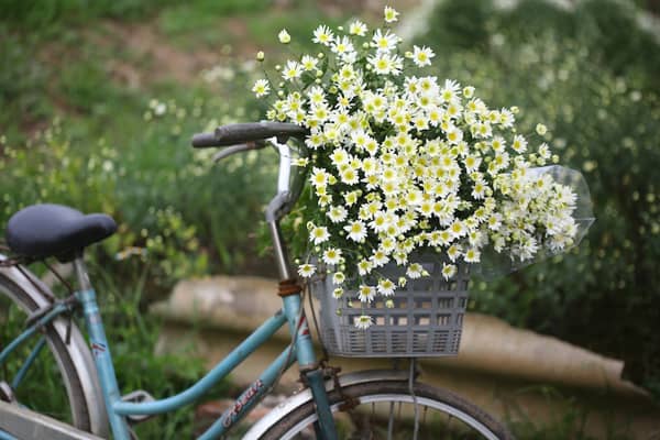 Địa điểm chụp cúc hoa mi đẹp nhất ở Hà Nội