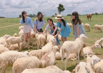 Đồng cừu Suối Tiên ở đâu?