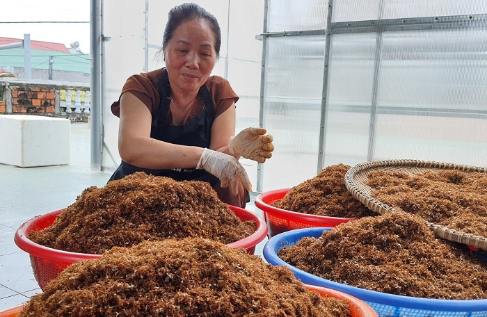 What gifts do Gia Lai tourism buy?  Gia Lai salt weaver ants.