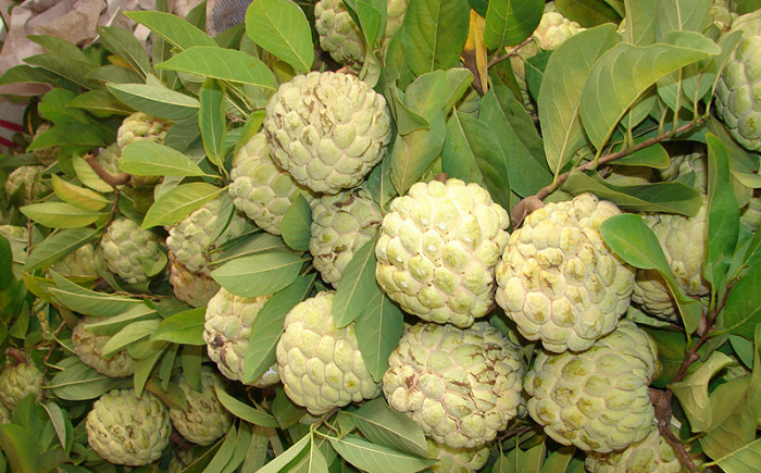 Trái cây đặc sản Tây Ninh. Mãng cầu Bà Đen