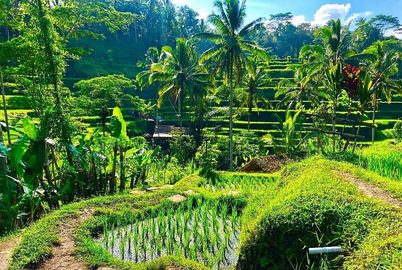 Địa điểm du lịch đẹp, nổi tiếng ở đảo Bali, Indonesia. Ruộng bậc thang Tegalalang
