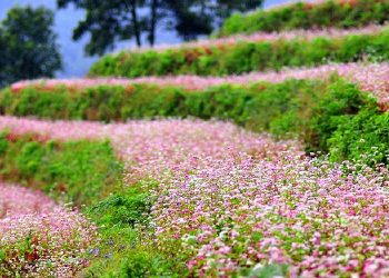 Kinh nghiệm du lịch Hà Giang mùa hoa tam giác mạch