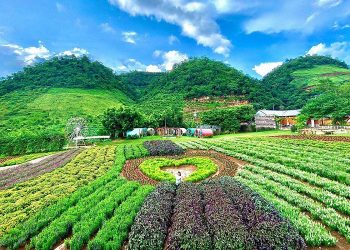 Các địa điểm du lịch nổi tiếng ở Mộc Châu thu hút du khách