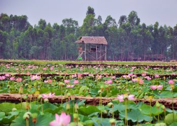 Du lịch Đồng Tháp nên đi đâu chơi, địa điểm nào đẹp?
