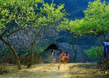 du lịch Mộc Châu dịp tết nguyên đán âm lịch