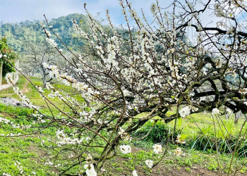 Du lịch Mộc Châu mùa hoa mận