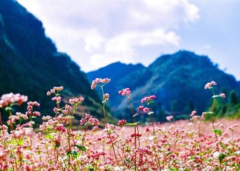 Du lịch Mộc Châu mùa hoa tam giác mạch