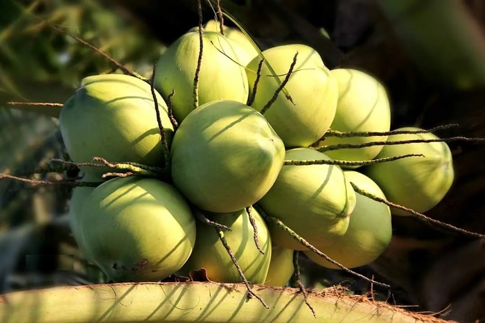 Món ăn đặc sản Bến Tre. Các món đặc sản Bến Tre