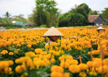 Du lịch làng hoa Sa Đéc Dịp Tết