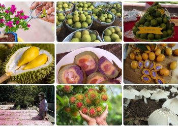 Đặc sản Vĩnh Long làm quà. Du lịch Vĩnh Long mua gì làm quà ngon?