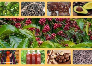 Đặc sản Đắk Nông làm quà. Đặc sản Đắk Nông làm quà nổi tiếng