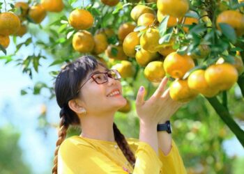 Địa điểm du lịch dịp tết ở Đồng Tháp. Ở Đồng Tháp đi đâu chơi dịp tết