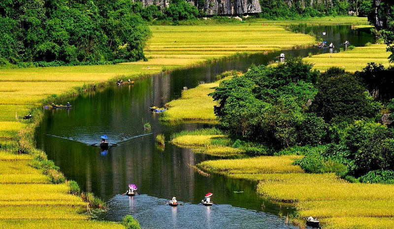 Review du lịch Ninh Bình mùa hè có gì đẹp, đi đâu chơi? Cánh đồng lúa vàng ở Tam Cốc trong mùa hè