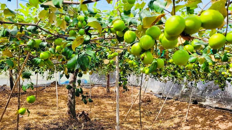 Đặc sản Ninh Thuận làm quà. Đặc sản Ninh Thuận làm quà ý nghĩa