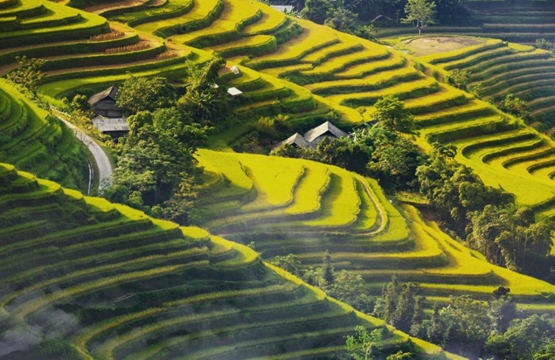 Du lịch Hà Giang mùa lúa chín. Mùa lúa chín ở Hà Giang