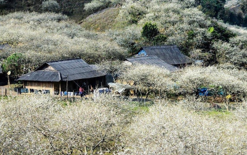 Du lịch Mộc Châu tháng 3. Du lịch Mộc Châu tháng 3 tự túc