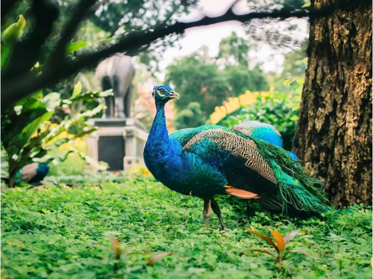 Dịch vụ Fast Track Tân Sơn Nhất có đáng tiền không?