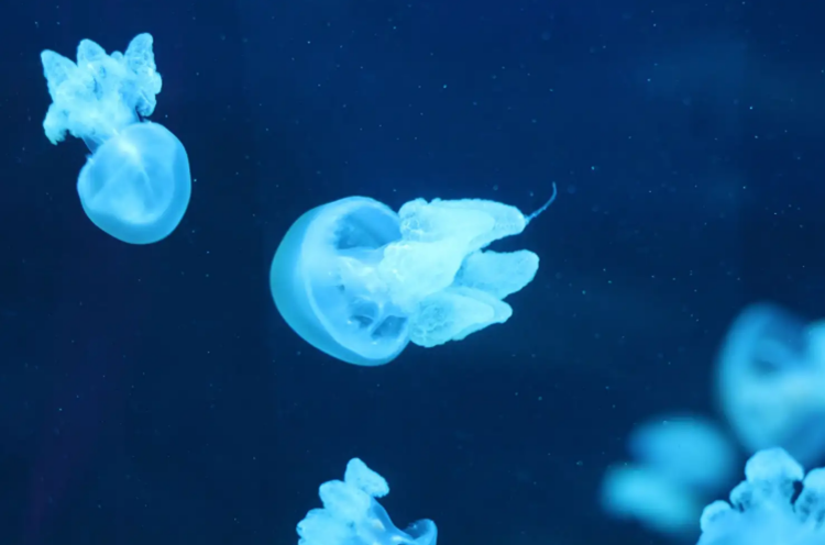 Sea Life Bangkok Ocean World – Đại dương giữa thành phố