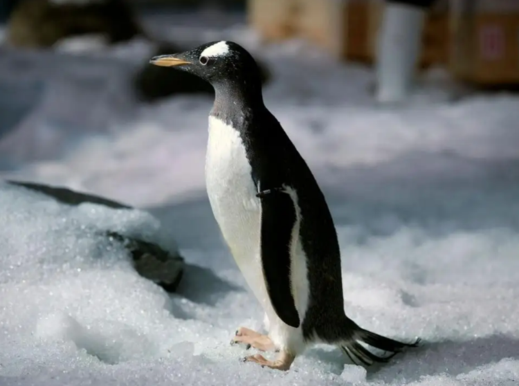 Sea Life Bangkok Ocean World – Đại dương giữa thành phố